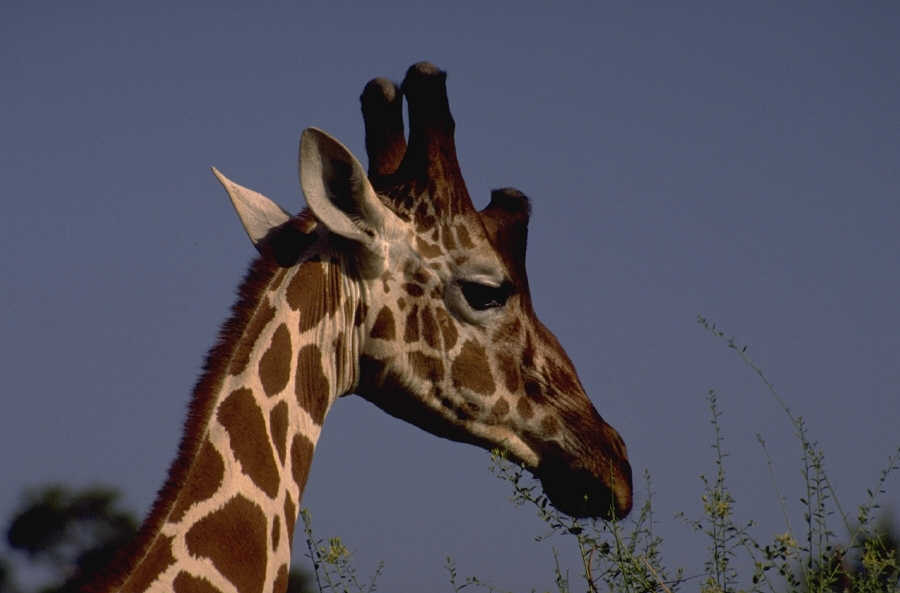 Aperçu du site SSTV de F4LTX Christian